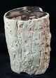 Woodworthia Petrified Wood Log - x #12628-3